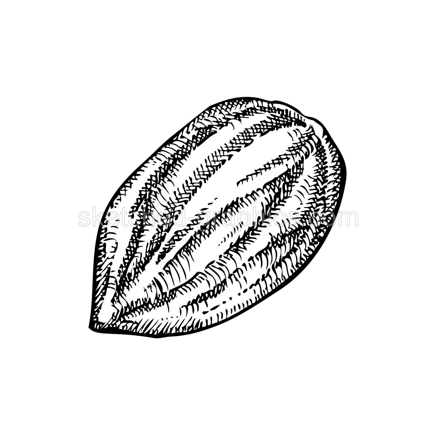 Almond nut sketch. Hand-drawn vector illustration. Vintage nut, cosmetics ingredient, healthy food drawings. Botanical design element in engraved style for label and packaging. Illustration